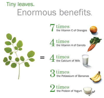 Moringa-diagram.jpg