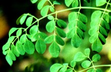 moringa leaves