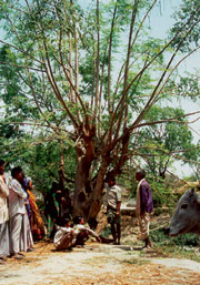 Moringa tree