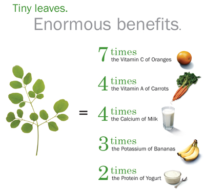 Moringa Diagram: Tiny leaves. Enourmous benefits.