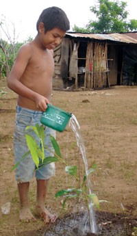 Boy watering fruit tree