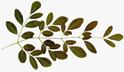 moringa leaves